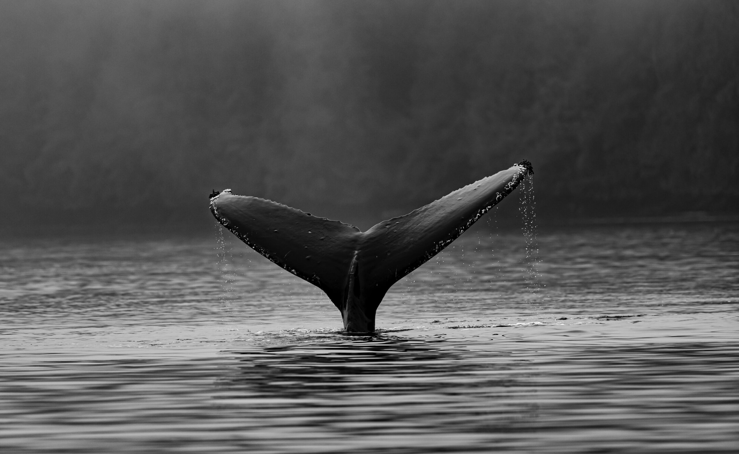 نهنگ های بیت کوین به کاهش ذخایر خود ادامه می دهند، قیمت ها به اندازه کافی جذاب نیستند؟