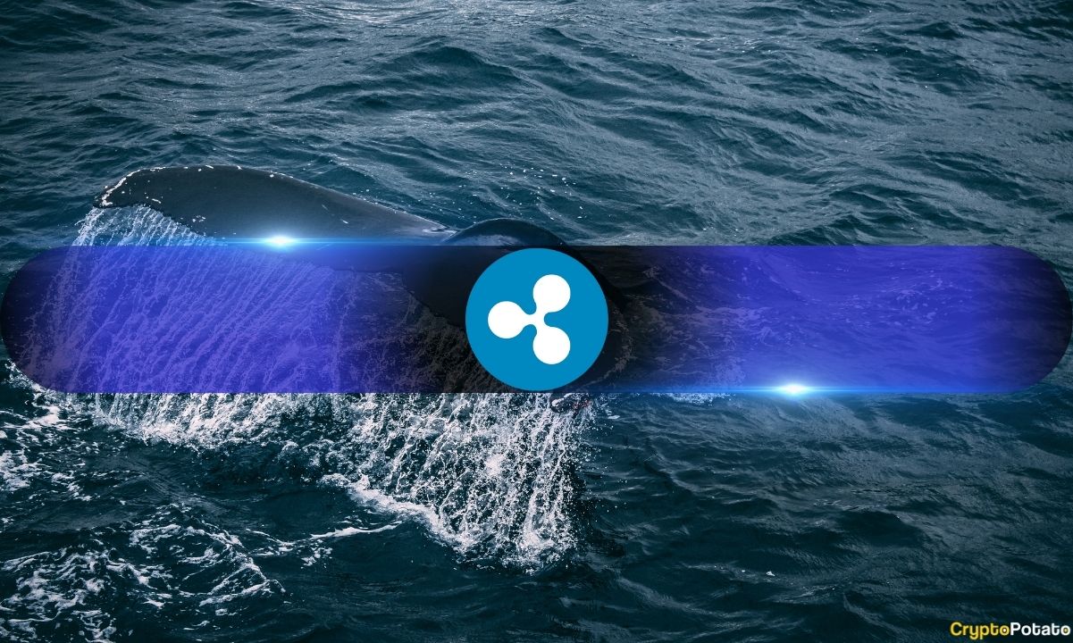 XRP Price's Plunge Spurs Whale Buying Funzy Midst Ripple Vs.  حماسه SEC